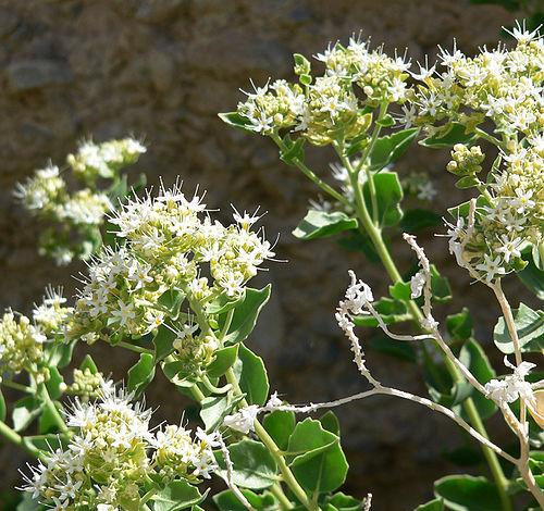 Petalonyx nitidus